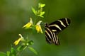 031 Zebra-Falter - Heliconius charitonius